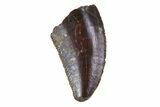 Serrated, Raptor Tooth - Morocco #72652-1
